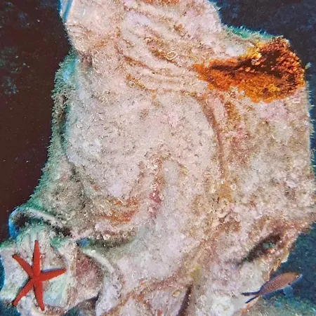 דירה Pitosforo *