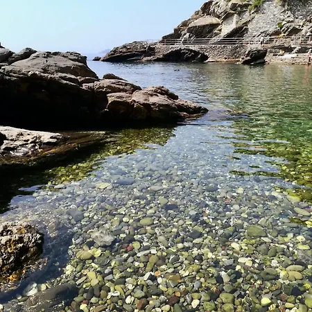 Pitosforo Zoagli